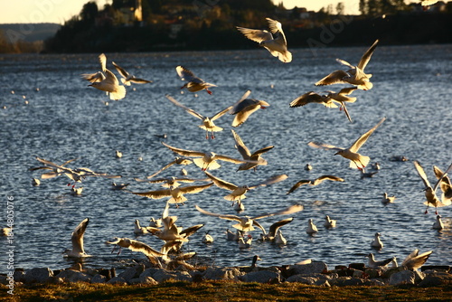 Gabbiani in decollo sul lago