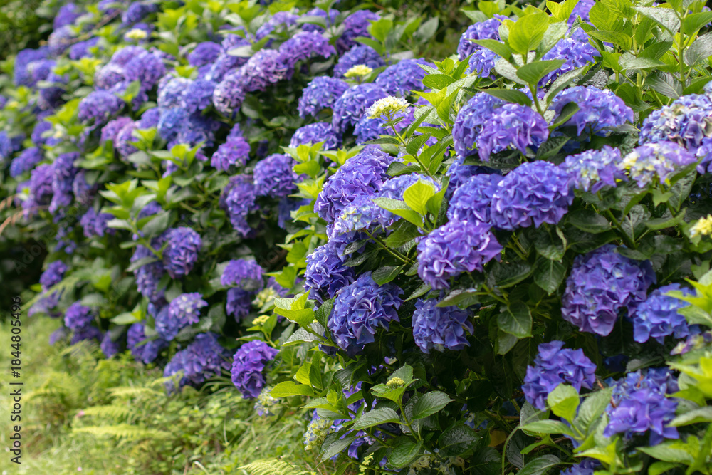 Fototapeta premium Blue hydrangea hedge in full bloom. Hydrangea macrophylla plants