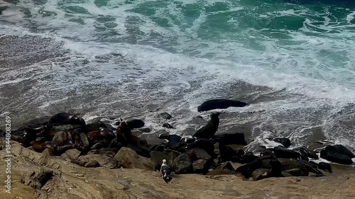 Herd of seals resting on sandy beach as waves crash nearby