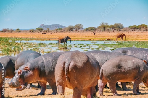 Selective focus of African Elephants amidst hippopotamus in the wild at the Savannah Grasslands of Tsavo West National Park in Kenya