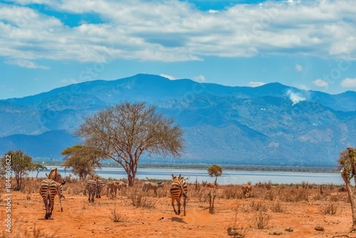 A herd of zebras grazing in the wild at the Savannah Grasslands at Lake Jipe in Tsavo West National Park in Kenya
