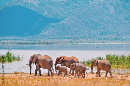 A herd of African Elephants - Loxodonta Africana grazing at Lake Jipe in Tsavo West National Park in Kenya 
