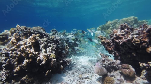 Colorful Coral reef and fish in tropical sea underwater, Snorkeling on Philippines island, 4k