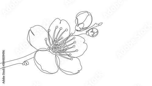 Minimalist Line Drawing of a Blossom with Bee on a Branch in Elegant Simplicity and Artistic Style