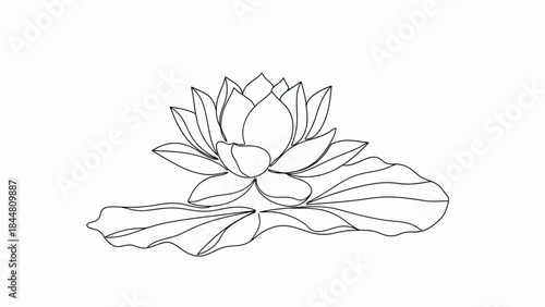 Minimalist Line Drawing of a Lotus Flower with a Single Water Lily Pad for Artistic and Decorative