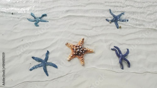 Starfish under water on sand beach. Vibrant marine life in clear sea, travel environment concept, 4k