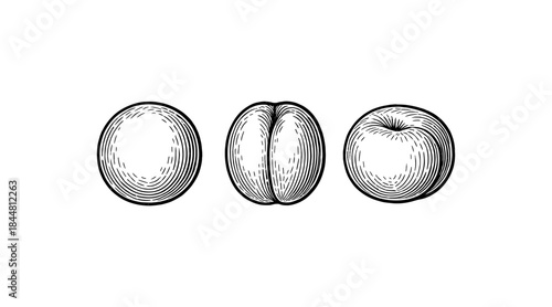 Engraved illustration of a peach in three stages of ripeness and cut