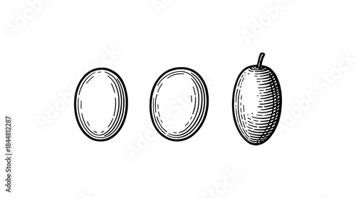 Elegant hand-drawn illustration of olives in various stages of ripeness