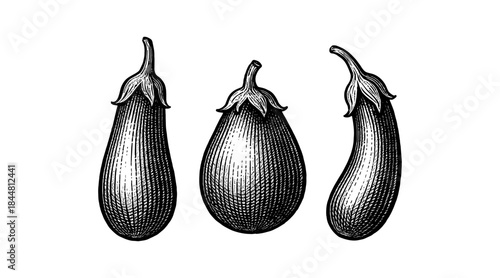 Detailed illustration of three eggplants in a vintage engraving style