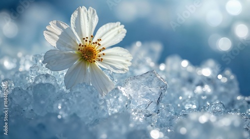 A beautiful white flower blooms among sparkling ice crystals