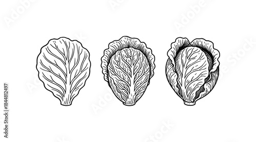 Detailed black and white illustration of cabbage leaves and heads on white
