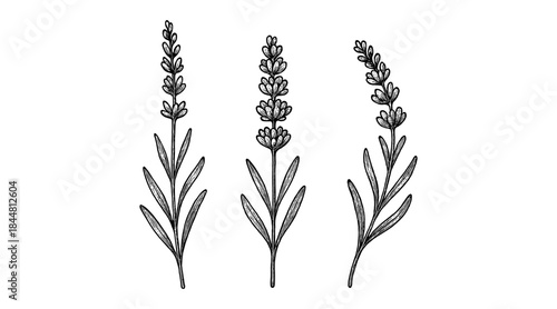 Elegant hand-drawn lavender illustration on white background