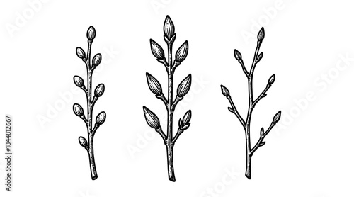 Detailed hand-drawn illustration of budding tree branches on a white background