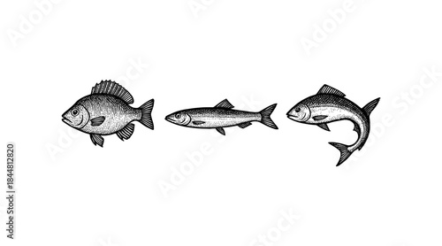Detailed illustration of three different fish species in a line