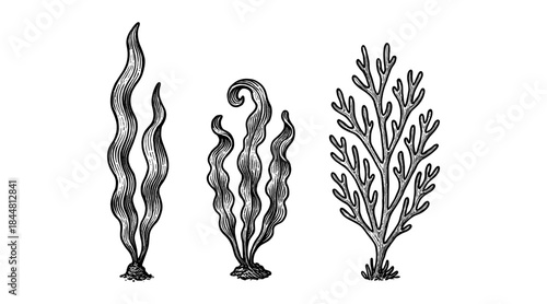 Detailed illustration of various seaweed species in a vintage engraving style