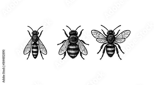 Detailed illustration of three honeybees in a hand-drawn, black and white style