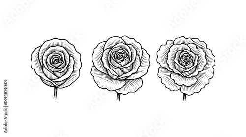 Detailed black and white rose illustrations on a white background