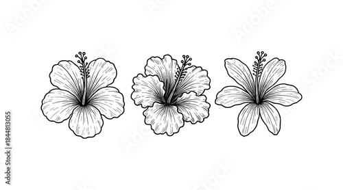 Detailed line art illustration of three hibiscus flowers in full bloom