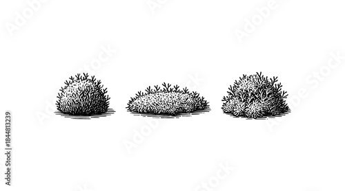 Hand-drawn illustration of three stylized bushes in black and white
