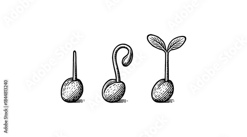 Seed germination stages illustration in a detailed hand-drawn style