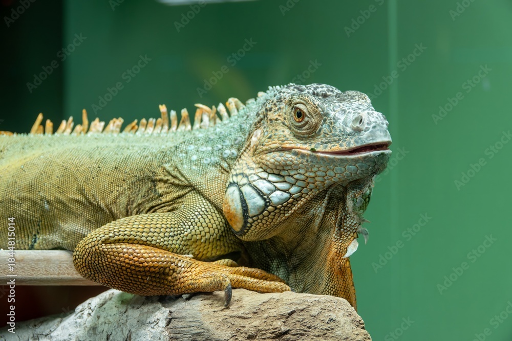 Fototapeta premium Relaxed iguana with captivating scales basking under the lights, revealing a vibrant blend of greens, oranges and earthy tones.