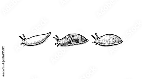 Detailed illustration of three slugs in a row, black and white