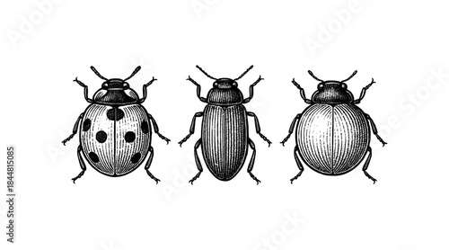Detailed vintage illustration of three different beetle species on white background