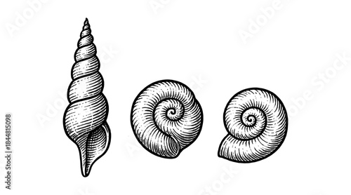 Detailed illustration of various seashells in a classic engraving style