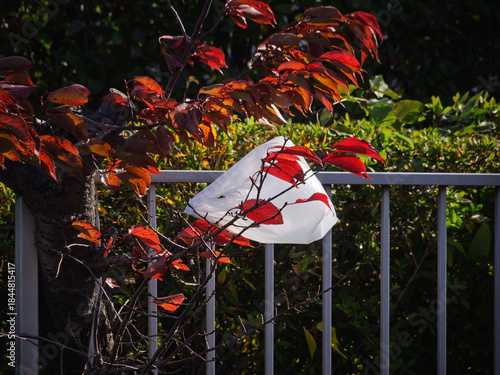 風の日、レジ袋に紅葉
