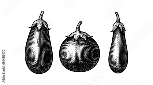 Vintage Eggplant Illustrations: A Trio of Detailed Engraved Vegetable Drawings