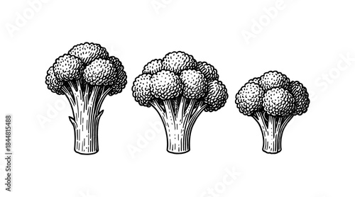 Detailed black and white illustration of three broccoli florets on white background