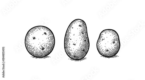 Detailed vintage illustration of three potatoes on a white background