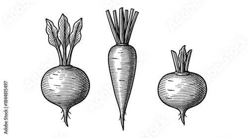 Detailed black and white illustration of three root vegetables on white background