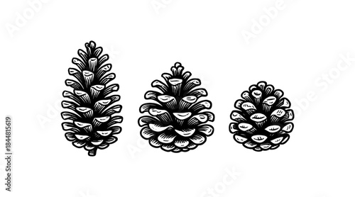 Black and white illustration of three pine cones on a white background