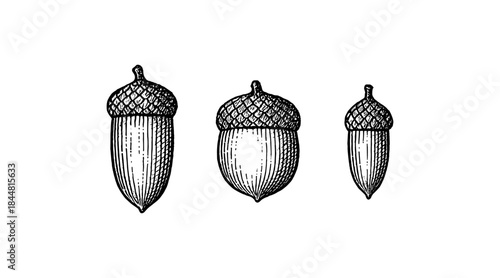 Detailed illustration of three acorns in a row, black and white line art
