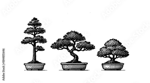 Ink drawing of three bonsai trees in pots against a clean white background