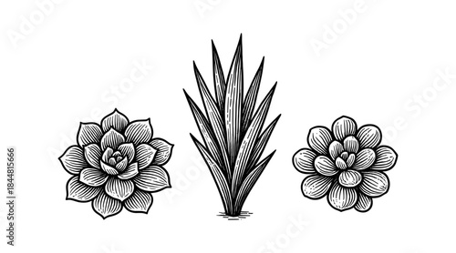 Detailed botanical illustration of succulents and agave plants in black and white.