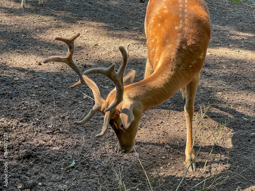 Fallowler deer in the area adjacent to the bison enclosure in Pszczyna, Poland