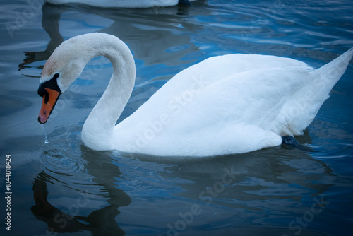Fototapeta Naklejka Na Ścianę i Meble -  swan on the water