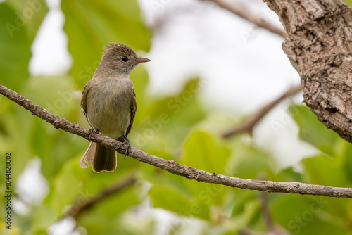Lesser Elaenia 