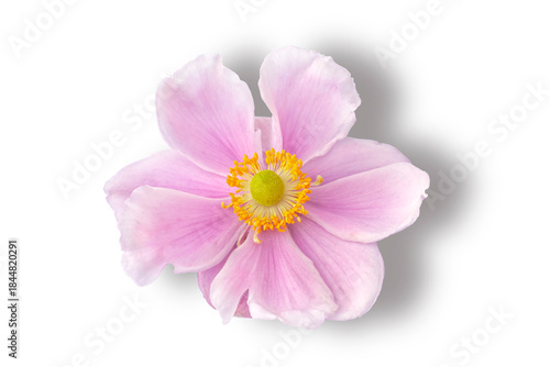 Pale pink anemone flowers on  a transparent background, Isolated.