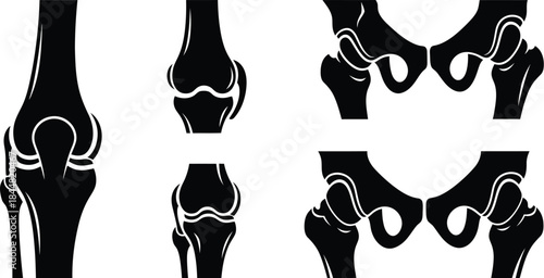 Anatomy of human joints knees hips and a detailed skeletal illustration