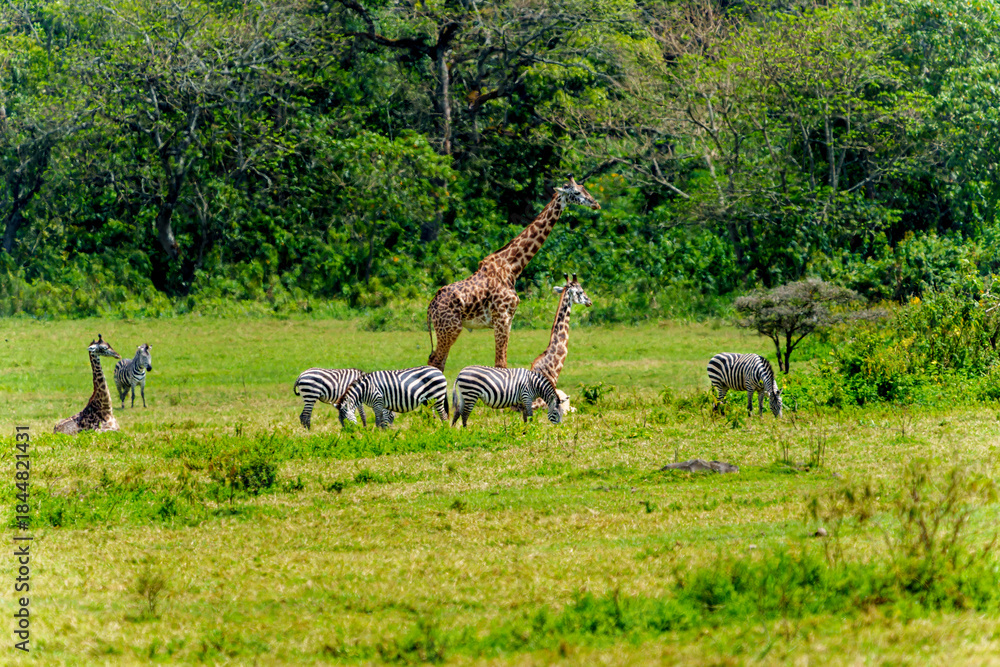 Naklejka premium African background scene of wildlife in green field surrounded by green bush.