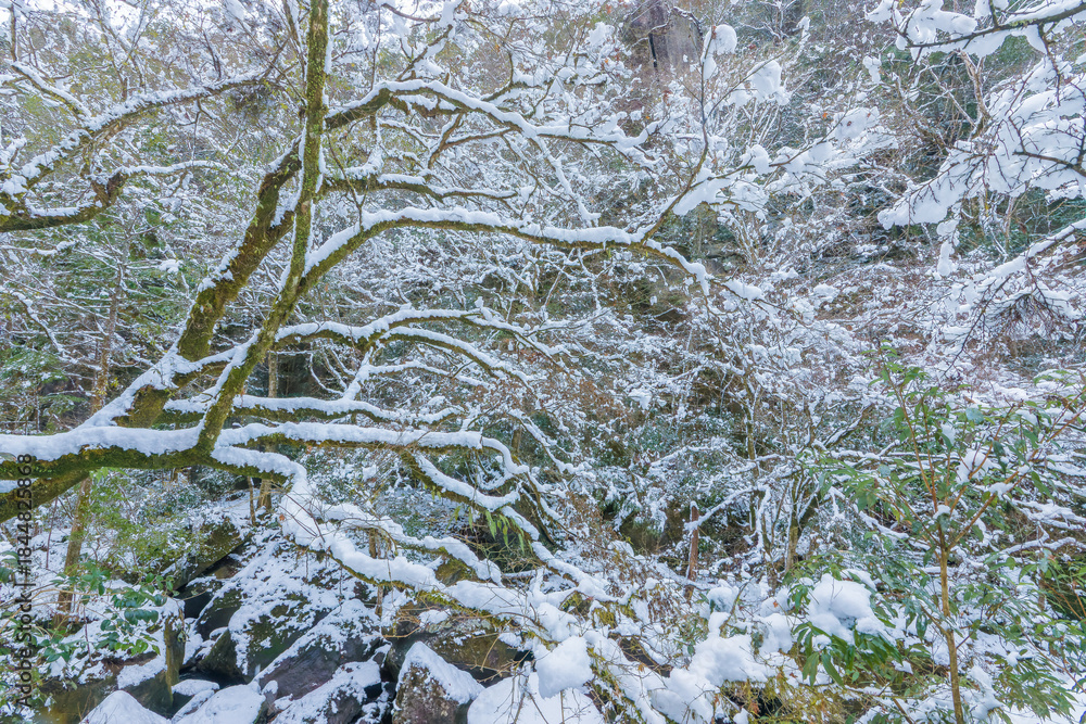 Obraz premium 耶馬渓の雪景色（大分県中津市耶馬渓）