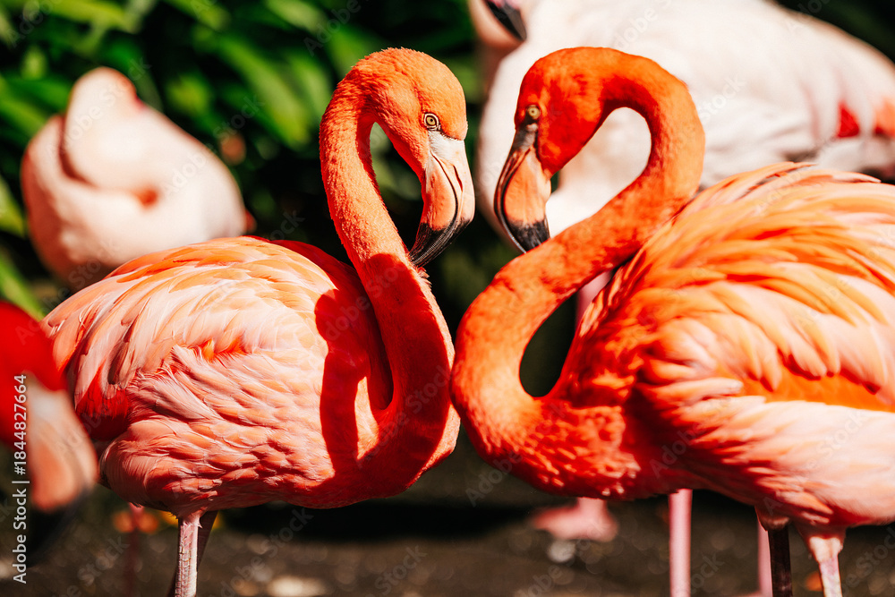 Obraz premium Two vibrant pink flamingos are gracefully interacting in a lush tropical setting, showcasing their elegant necks and feathers, symbolizing love and connection in nature