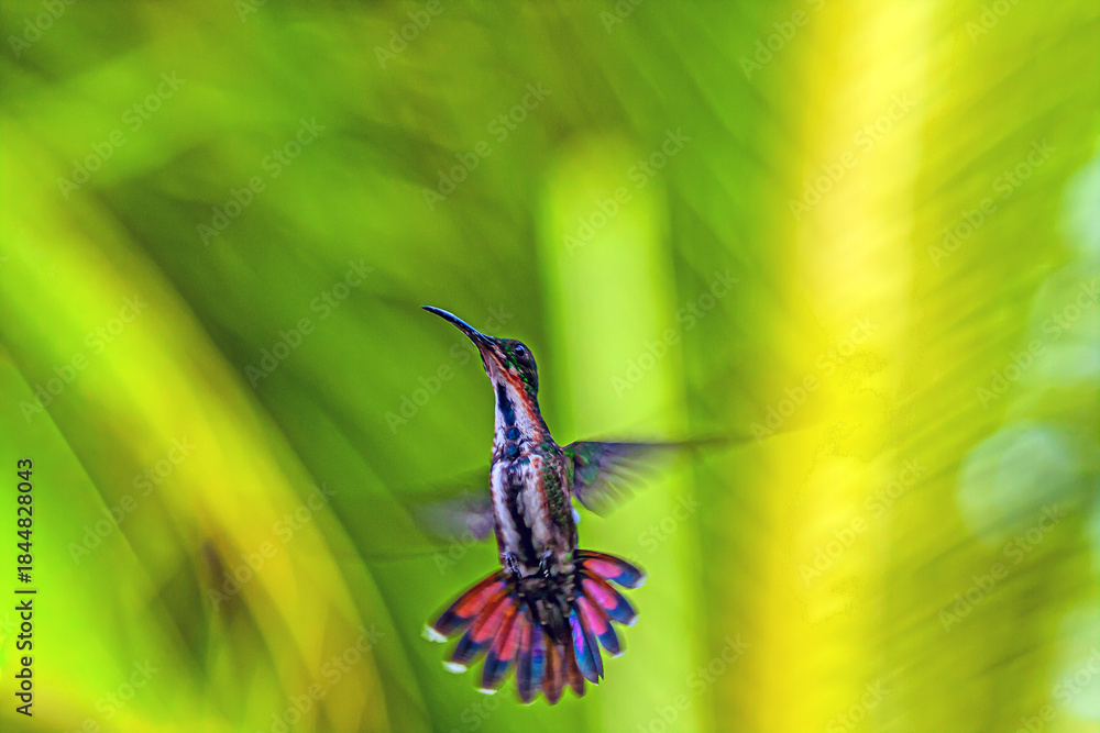 Naklejka premium blue-chinned sapphire or blue-chinned emerald ,Chlorestes notata