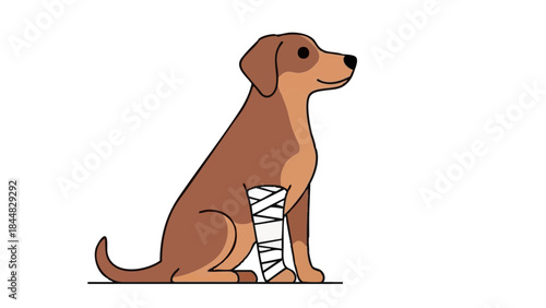 Dog with bandaged leg sitting calmly, representing concept of Medicine  