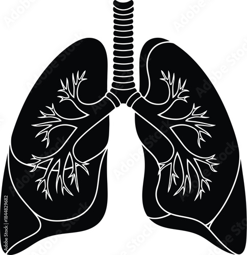 Detailed human lungs illustration with branching airways on transparent background silhouette