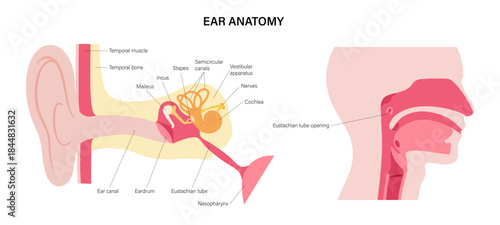 Ear anatomy poster