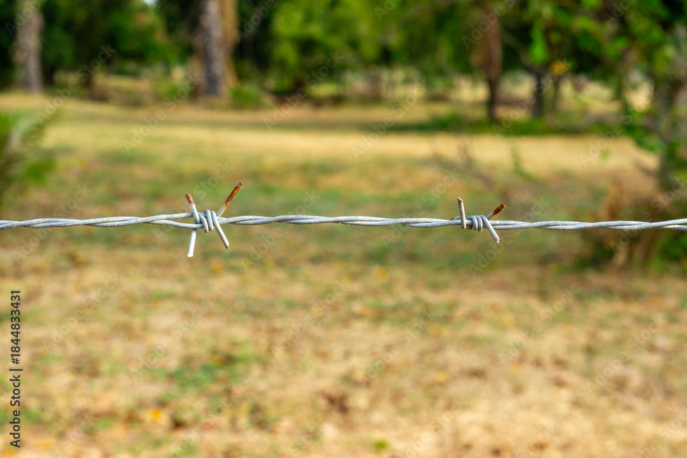 Fototapeta premium A single strand of barbed wire fencing with twisted knot and a defocused field background, with space for copy above and below. 